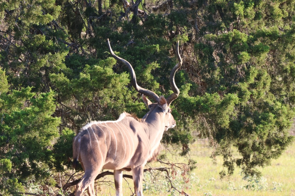 Photo 2 of 1 Kudu male