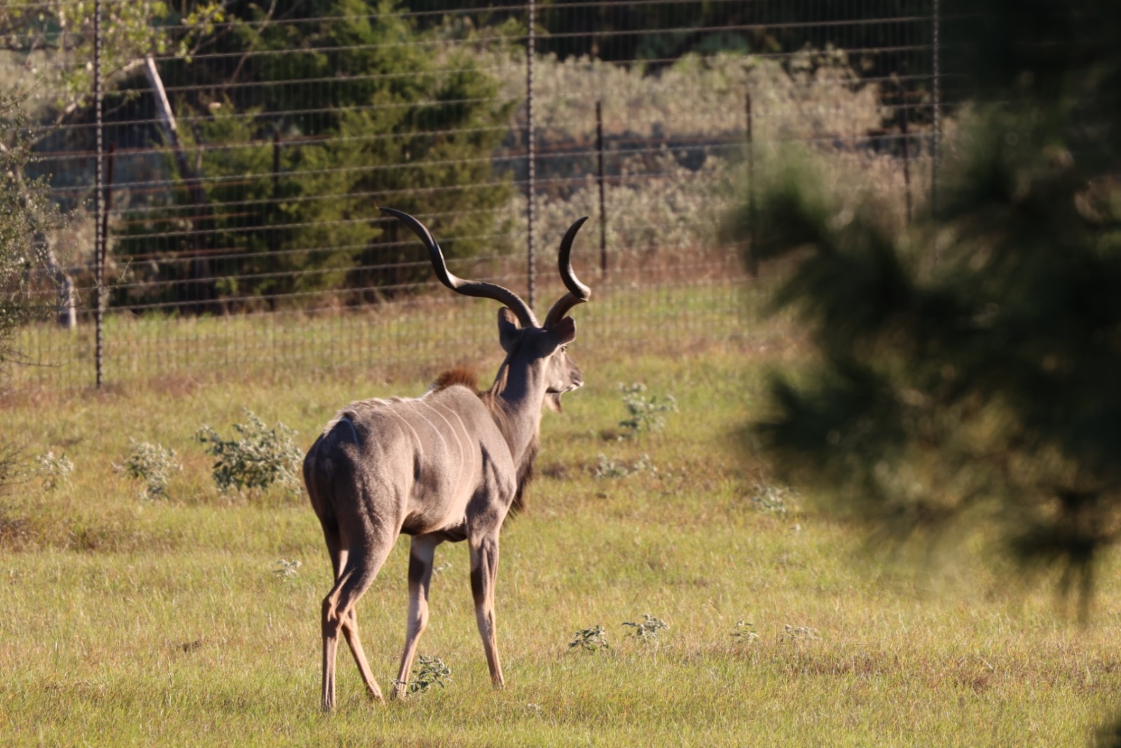 Photo 3 of 1 Kudu male