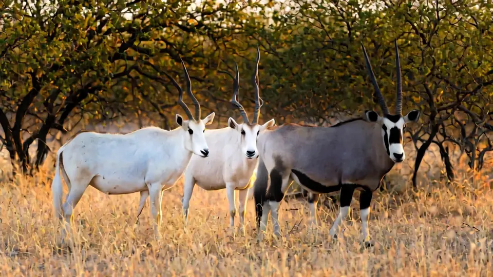 Scimitar-horned oryx, addax and gemsbok in Texas brush country