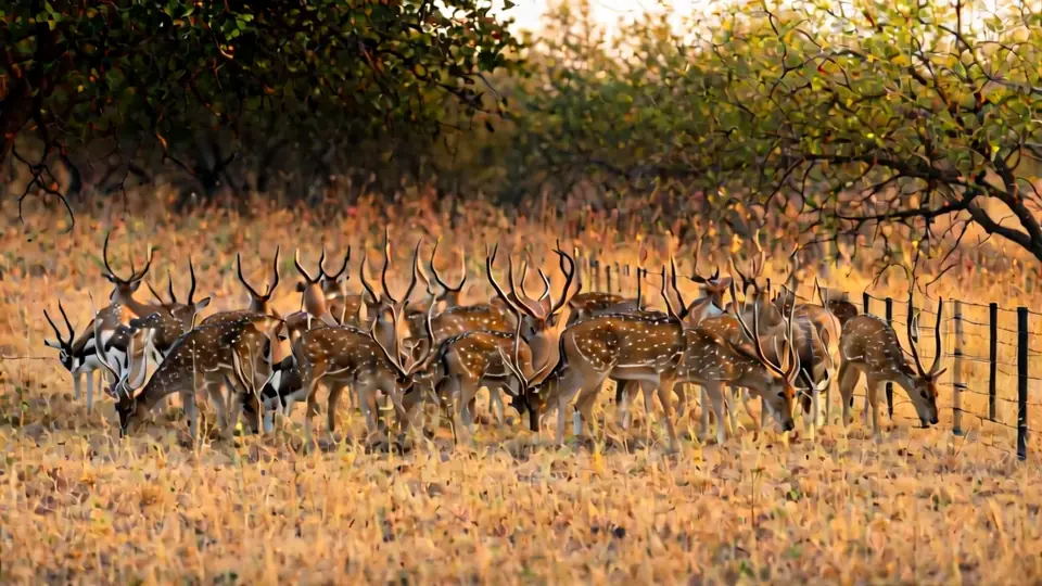 Axis deer and blackbuck grazing beside a ranch fence