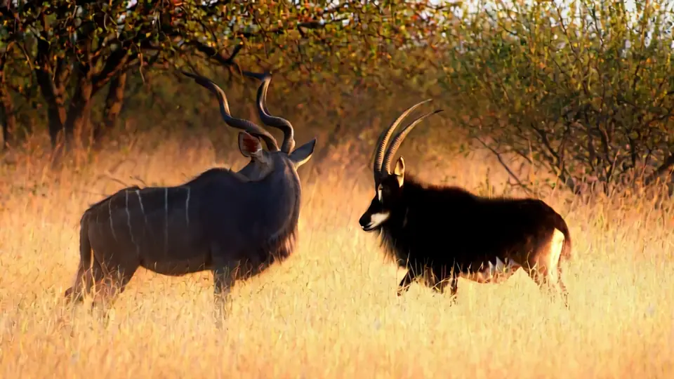 A kudu bull and a sable bull in tall golden grass
